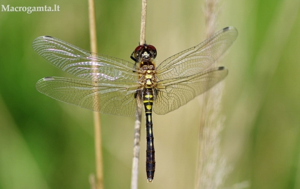 Baltakaktė skėtė - Leucorrhinia albifrons, patelė | Fotografijos autorius : Deividas Makavičius | © Macrogamta.lt | Šis tinklapis priklauso bendruomenei kuri domisi makro fotografija ir fotografuoja gyvąjį makro pasaulį.