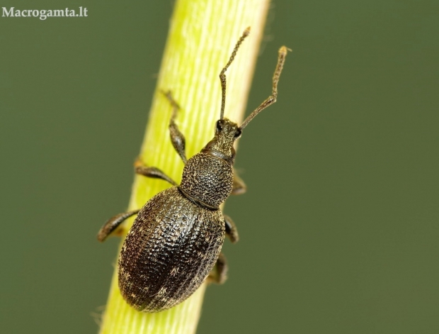 Tamsusis pjovėjas - Otiorhynchus tristis | Fotografijos autorius : Deividas Makavičius | © Macrogamta.lt | Šis tinklapis priklauso bendruomenei kuri domisi makro fotografija ir fotografuoja gyvąjį makro pasaulį.