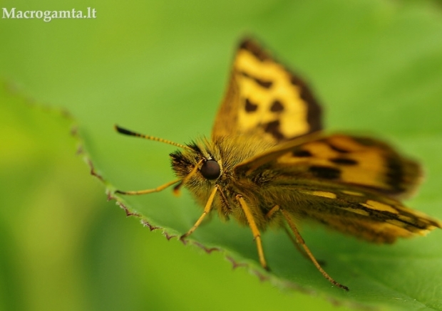 Geltonmargė hesperija - Carterocephalus silvicola ♀ | Fotografijos autorius : Deividas Makavičius | © Macrogamta.lt | Šis tinklapis priklauso bendruomenei kuri domisi makro fotografija ir fotografuoja gyvąjį makro pasaulį.