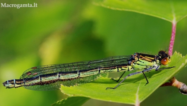 Raudonakė strėliukė, patelė - Erythromma najas | Fotografijos autorius : Deividas Makavičius | © Macrogamta.lt | Šis tinklapis priklauso bendruomenei kuri domisi makro fotografija ir fotografuoja gyvąjį makro pasaulį.