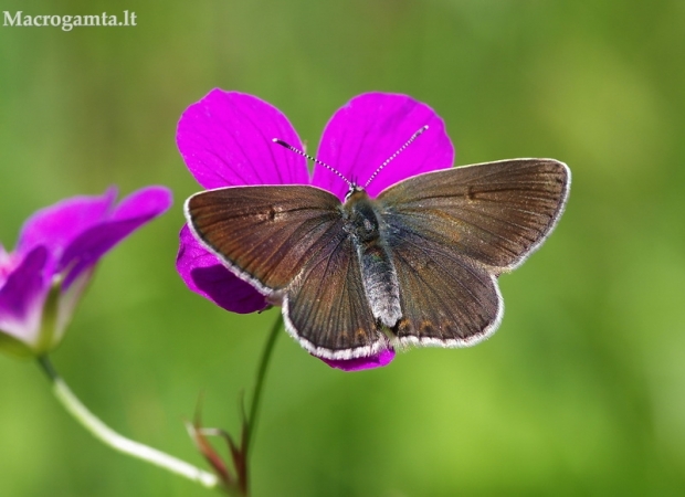 Baltajuostis melsvys - Eumedonia eumedon | Fotografijos autorius : Deividas Makavičius | © Macrogamta.lt | Šis tinklapis priklauso bendruomenei kuri domisi makro fotografija ir fotografuoja gyvąjį makro pasaulį.