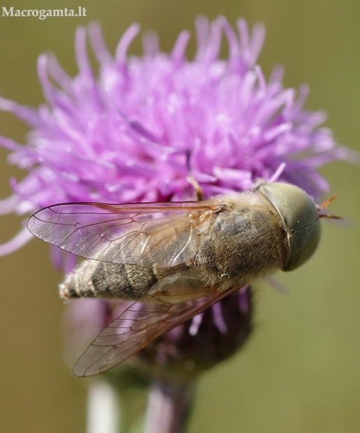 Sparva - Atylotus rusticus  | Fotografijos autorius : Deividas Makavičius | © Macrogamta.lt | Šis tinklapis priklauso bendruomenei kuri domisi makro fotografija ir fotografuoja gyvąjį makro pasaulį.