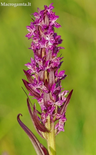 Raiboji gegūnė - Dactylorhiza incarnata cruenta | Fotografijos autorius : Deividas Makavičius | © Macrogamta.lt | Šis tinklapis priklauso bendruomenei kuri domisi makro fotografija ir fotografuoja gyvąjį makro pasaulį.