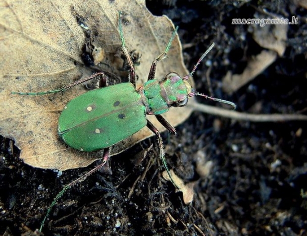 Cicindela campestris - Žaliasis šoklys | Fotografijos autorius : Deividas Makavičius | © Macrogamta.lt | Šis tinklapis priklauso bendruomenei kuri domisi makro fotografija ir fotografuoja gyvąjį makro pasaulį.