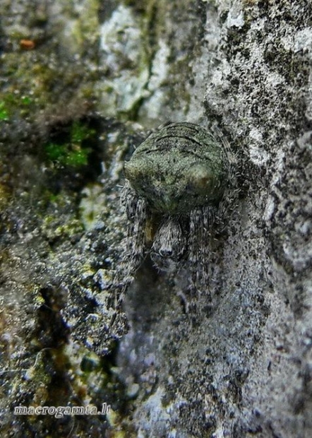 Žalsvasis kuprys - Gibbaranea gibbosa | Fotografijos autorius : Deividas Makavičius | © Macrogamta.lt | Šis tinklapis priklauso bendruomenei kuri domisi makro fotografija ir fotografuoja gyvąjį makro pasaulį.