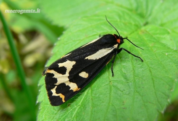 Parasemia plantaginis - Juodmargė meškutė | Fotografijos autorius : Deividas Makavičius | © Macrogamta.lt | Šis tinklapis priklauso bendruomenei kuri domisi makro fotografija ir fotografuoja gyvąjį makro pasaulį.