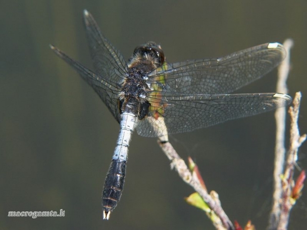 Leucorrhinia caudalis - Grakščioji skėtė | Fotografijos autorius : Deividas Makavičius | © Macrogamta.lt | Šis tinklapis priklauso bendruomenei kuri domisi makro fotografija ir fotografuoja gyvąjį makro pasaulį.