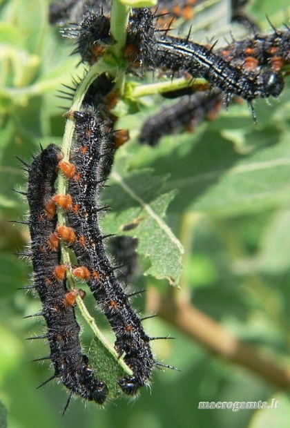 Nymphalis xanthomelas - Raudonjuostė pleštekė | Fotografijos autorius : Deividas Makavičius | © Macrogamta.lt | Šis tinklapis priklauso bendruomenei kuri domisi makro fotografija ir fotografuoja gyvąjį makro pasaulį.