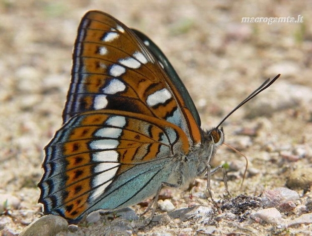 Limenitis populi - Didysis juodmargis | Fotografijos autorius : Deividas Makavičius | © Macrogamta.lt | Šis tinklapis priklauso bendruomenei kuri domisi makro fotografija ir fotografuoja gyvąjį makro pasaulį.