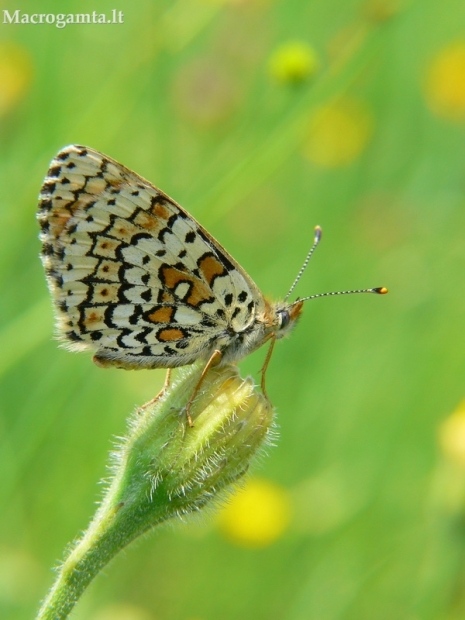 Rudgelsvė šaškytė - Melitaea cinxia  | Fotografijos autorius : Deividas Makavičius | © Macrogamta.lt | Šis tinklapis priklauso bendruomenei kuri domisi makro fotografija ir fotografuoja gyvąjį makro pasaulį.