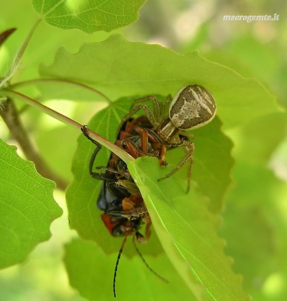 Pelkinis krabvoris - Xysticus ulmi | Fotografijos autorius : Nomeda Vėlavičienė | © Macrogamta.lt | Šis tinklapis priklauso bendruomenei kuri domisi makro fotografija ir fotografuoja gyvąjį makro pasaulį.