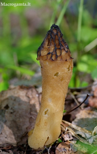 Aukštasis briedžiukas - Morchella elata | Fotografijos autorius : Nomeda Vėlavičienė | © Macrogamta.lt | Šis tinklapis priklauso bendruomenei kuri domisi makro fotografija ir fotografuoja gyvąjį makro pasaulį.