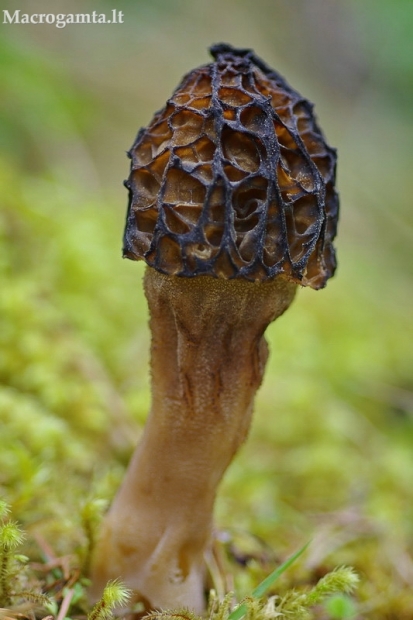 Aukštasis briedžiukas - Morchella elata | Fotografijos autorius : Nomeda Vėlavičienė | © Macrogamta.lt | Šis tinklapis priklauso bendruomenei kuri domisi makro fotografija ir fotografuoja gyvąjį makro pasaulį.