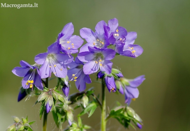 Mėlynasis palemonas - Polemonium caeruleum | Fotografijos autorius : Nomeda Vėlavičienė | © Macrogamta.lt | Šis tinklapis priklauso bendruomenei kuri domisi makro fotografija ir fotografuoja gyvąjį makro pasaulį.