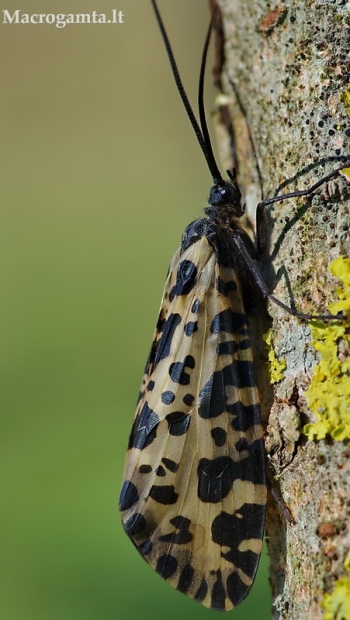 Mėlynsparnė apsiuva - Semblis phalaenoides | Fotografijos autorius : Nomeda Vėlavičienė | © Macrogamta.lt | Šis tinklapis priklauso bendruomenei kuri domisi makro fotografija ir fotografuoja gyvąjį makro pasaulį.