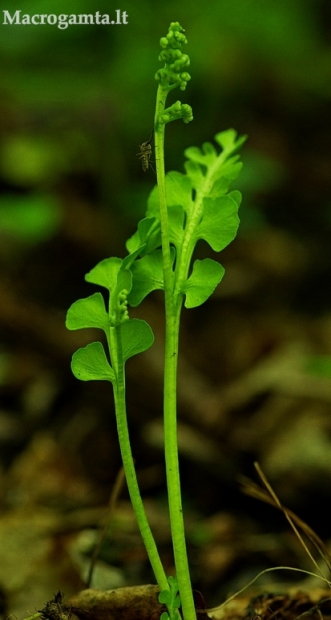 Paprastasis varpenis - Botrychium lunaria | Fotografijos autorius : Nomeda Vėlavičienė | © Macrogamta.lt | Šis tinklapis priklauso bendruomenei kuri domisi makro fotografija ir fotografuoja gyvąjį makro pasaulį.