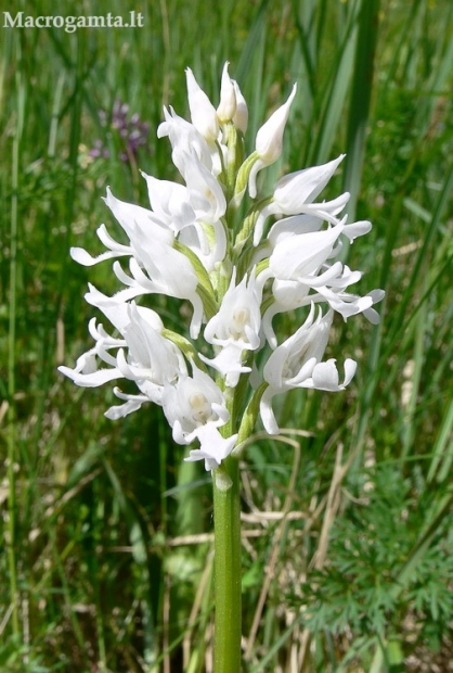 Šalmuotoji gegužraibė - Orchis militaris f. albiflora | Fotografijos autorius : Nomeda Vėlavičienė | © Macrogamta.lt | Šis tinklapis priklauso bendruomenei kuri domisi makro fotografija ir fotografuoja gyvąjį makro pasaulį.