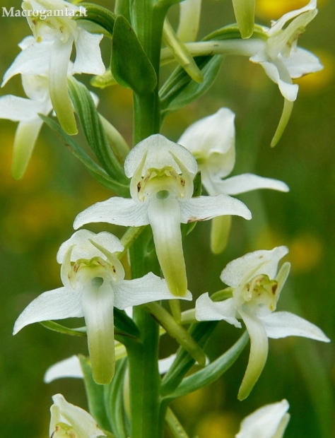 Žalsvažiedė blandis - Platanthera chlorantha | Fotografijos autorius : Nomeda Vėlavičienė | © Macrogamta.lt | Šis tinklapis priklauso bendruomenei kuri domisi makro fotografija ir fotografuoja gyvąjį makro pasaulį.