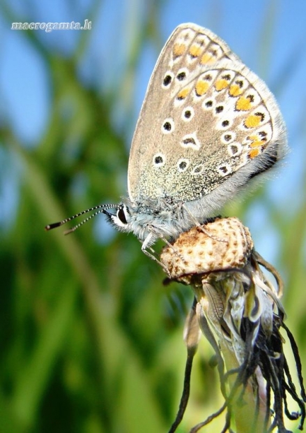 Dirvinis melsvys - Polyommatus icarus | Fotografijos autorius : Aivaras Banevičius | © Macrogamta.lt | Šis tinklapis priklauso bendruomenei kuri domisi makro fotografija ir fotografuoja gyvąjį makro pasaulį.