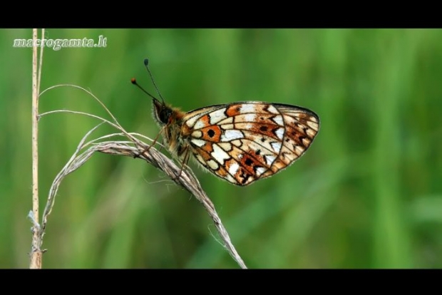 Small Pearl-bordered Fritillary - Boloria selene  | Fotografijos autorius : Aivaras Banevičius | © Macrogamta.lt | Šis tinklapis priklauso bendruomenei kuri domisi makro fotografija ir fotografuoja gyvąjį makro pasaulį.