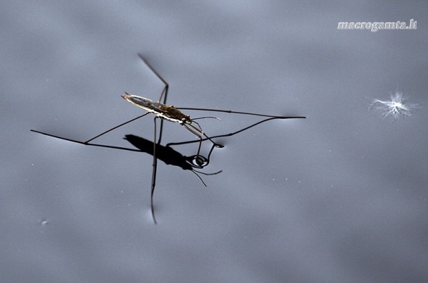 Gerridae - Vandeninis čiuožikas | Fotografijos autorius : Valdimantas Grigonis | © Macrogamta.lt | Šis tinklapis priklauso bendruomenei kuri domisi makro fotografija ir fotografuoja gyvąjį makro pasaulį.