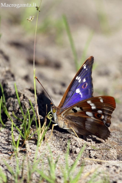 Apatura ilia - Puošnioji vaiva | Fotografijos autorius : Valdimantas Grigonis | © Macrogamta.lt | Šis tinklapis priklauso bendruomenei kuri domisi makro fotografija ir fotografuoja gyvąjį makro pasaulį.