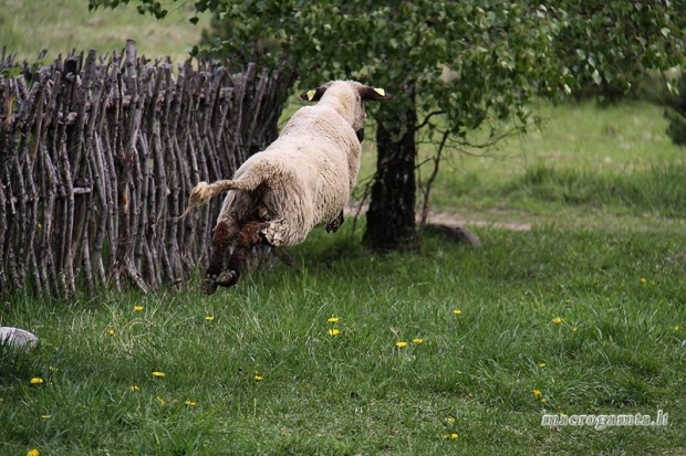 Net skraidančių avių radom ...  | Fotografijos autorius : Valdimantas Grigonis | © Macrogamta.lt | Šis tinklapis priklauso bendruomenei kuri domisi makro fotografija ir fotografuoja gyvąjį makro pasaulį.