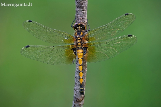 Šarvuotoji skėtė - Leucorrhinia pectoralis | Fotografijos autorius : Vilius Grigaliūnas | © Macrogamta.lt | Šis tinklapis priklauso bendruomenei kuri domisi makro fotografija ir fotografuoja gyvąjį makro pasaulį.