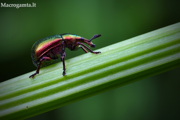 Liepinis cigarsukis - Byctiscus betulae  | Fotografijos autorius : Vilius Grigaliūnas | © Macrogamta.lt | Šis tinklapis priklauso bendruomenei kuri domisi makro fotografija ir fotografuoja gyvąjį makro pasaulį.