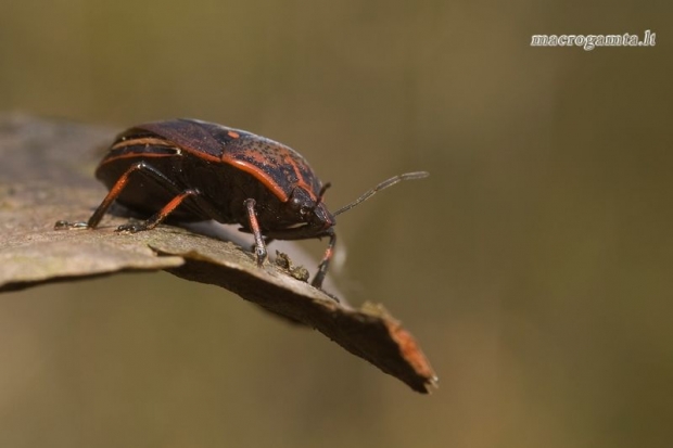 Jalla dumosa - Raudondėmė skydblakė | Fotografijos autorius : Vilius Grigaliūnas | © Macrogamta.lt | Šis tinklapis priklauso bendruomenei kuri domisi makro fotografija ir fotografuoja gyvąjį makro pasaulį.