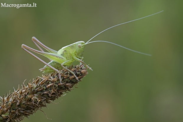 Žiogas -Tettigonia sp., nimfa | Fotografijos autorius : Vilius Grigaliūnas | © Macrogamta.lt | Šis tinklapis priklauso bendruomenei kuri domisi makro fotografija ir fotografuoja gyvąjį makro pasaulį.