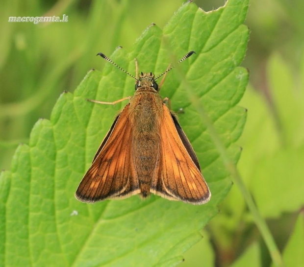 Miškinis storgalvis - Ochlodes sylvanus | Fotografijos autorius : Gediminas Gražulevičius | © Macrogamta.lt | Šis tinklapis priklauso bendruomenei kuri domisi makro fotografija ir fotografuoja gyvąjį makro pasaulį.