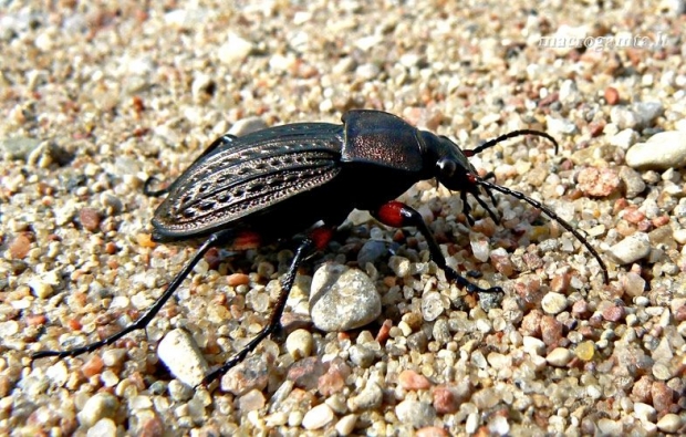 Raudonšlaunis puošniažygis - Carabus cancellatus | Fotografijos autorius : Linas Mockus | © Macrogamta.lt | Šis tinklapis priklauso bendruomenei kuri domisi makro fotografija ir fotografuoja gyvąjį makro pasaulį.