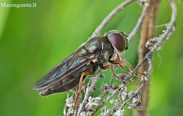 Žalutė - Cheilosia flavipes | Fotografijos autorius : Armandas Kazlauskas | © Macrogamta.lt | Šis tinklapis priklauso bendruomenei kuri domisi makro fotografija ir fotografuoja gyvąjį makro pasaulį.