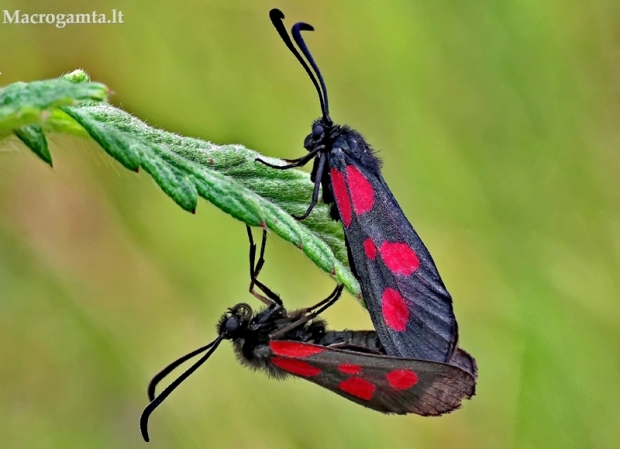 Paprastasis marguolis - Zygaena lonicerae | Fotografijos autorius : Armandas Kazlauskas | © Macrogamta.lt | Šis tinklapis priklauso bendruomenei kuri domisi makro fotografija ir fotografuoja gyvąjį makro pasaulį.