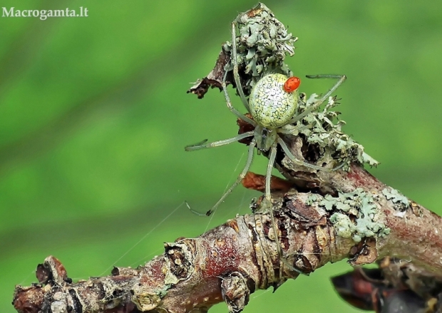 Pinkliavoris - Enoplognatha sp. | Fotografijos autorius : Armandas Kazlauskas | © Macrogamta.lt | Šis tinklapis priklauso bendruomenei kuri domisi makro fotografija ir fotografuoja gyvąjį makro pasaulį.