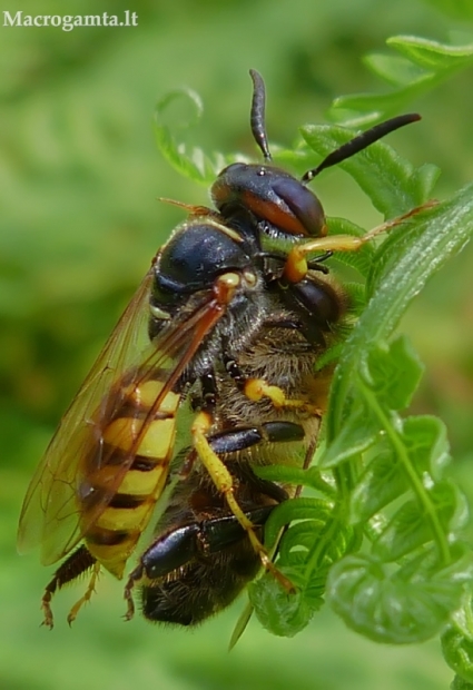 Bičiu vilkas - Philanthus triangulum | Fotografijos autorius : Vitalijus Bačianskas | © Macrogamta.lt | Šis tinklapis priklauso bendruomenei kuri domisi makro fotografija ir fotografuoja gyvąjį makro pasaulį.