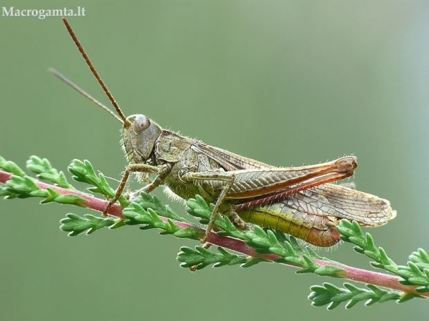 Paprastasis skėriukas - Chorthippus biguttulus | Fotografijos autorius : Aivaras Markauskas | © Macrogamta.lt | Šis tinklapis priklauso bendruomenei kuri domisi makro fotografija ir fotografuoja gyvąjį makro pasaulį.