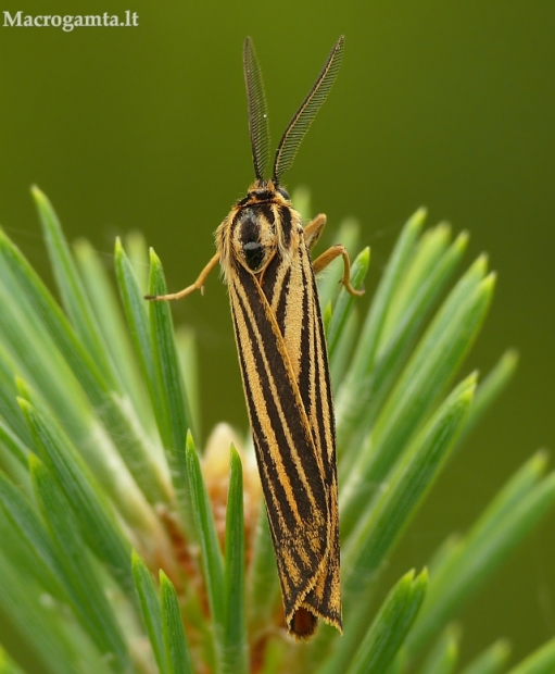 Brūkšniuotoji meškutė - Spiris striata | Fotografijos autorius : Aivaras Markauskas | © Macrogamta.lt | Šis tinklapis priklauso bendruomenei kuri domisi makro fotografija ir fotografuoja gyvąjį makro pasaulį.