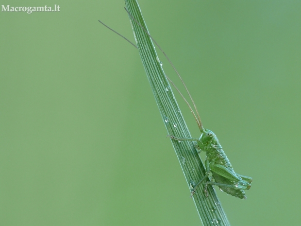 Žiogas - Tettigonia sp., nimfa | Fotografijos autorius : Aivaras Markauskas | © Macrogamta.lt | Šis tinklapis priklauso bendruomenei kuri domisi makro fotografija ir fotografuoja gyvąjį makro pasaulį.