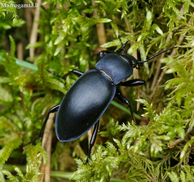 Lygusis puošniažygis - Carabus glabratus | Fotografijos autorius : Žydrūnas Daunoravičius | © Macrogamta.lt | Šis tinklapis priklauso bendruomenei kuri domisi makro fotografija ir fotografuoja gyvąjį makro pasaulį.