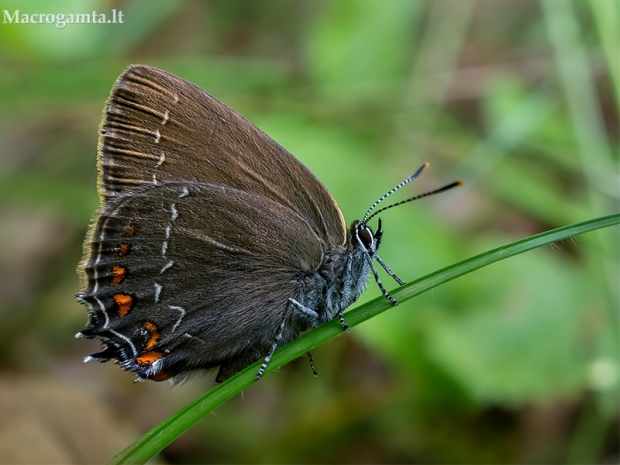 Ąžuolinis uodeguotis - Satyrium ilicis  | Fotografijos autorius : Oskaras Venckus | © Macrogamta.lt | Šis tinklapis priklauso bendruomenei kuri domisi makro fotografija ir fotografuoja gyvąjį makro pasaulį.