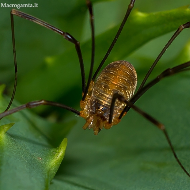 Šienpjovys - Opiliones | Fotografijos autorius : Oskaras Venckus | © Macrogamta.lt | Šis tinklapis priklauso bendruomenei kuri domisi makro fotografija ir fotografuoja gyvąjį makro pasaulį.