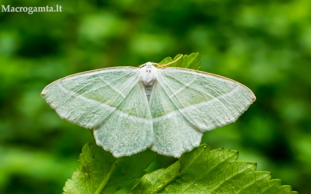 Žalsvasis sprindžius - Campaea margaritaria | Fotografijos autorius : Oskaras Venckus | © Macrogamta.lt | Šis tinklapis priklauso bendruomenei kuri domisi makro fotografija ir fotografuoja gyvąjį makro pasaulį.