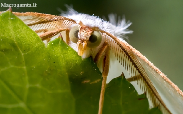 Žalsvasis sprindžius - Campaea margaritaria | Fotografijos autorius : Oskaras Venckus | © Macrogamta.lt | Šis tinklapis priklauso bendruomenei kuri domisi makro fotografija ir fotografuoja gyvąjį makro pasaulį.