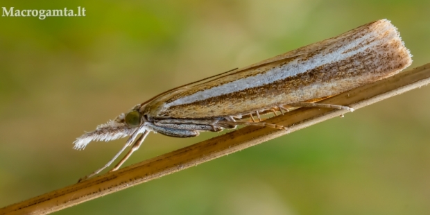 Baltajuostė agrifila - Agriphila selasella | Fotografijos autorius : Oskaras Venckus | © Macrogamta.lt | Šis tinklapis priklauso bendruomenei kuri domisi makro fotografija ir fotografuoja gyvąjį makro pasaulį.