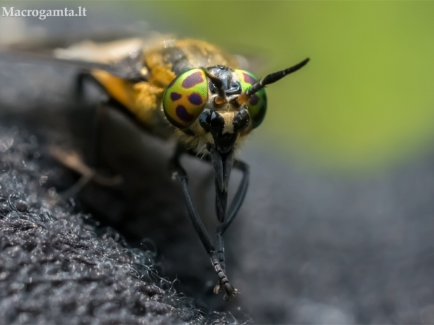 Aklys - Chrysops sp. | Fotografijos autorius : Oskaras Venckus | © Macrogamta.lt | Šis tinklapis priklauso bendruomenei kuri domisi makro fotografija ir fotografuoja gyvąjį makro pasaulį.