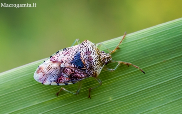 Alksninė skydblakė - Elasmucha grisea | Fotografijos autorius : Oskaras Venckus | © Macrogamta.lt | Šis tinklapis priklauso bendruomenei kuri domisi makro fotografija ir fotografuoja gyvąjį makro pasaulį.