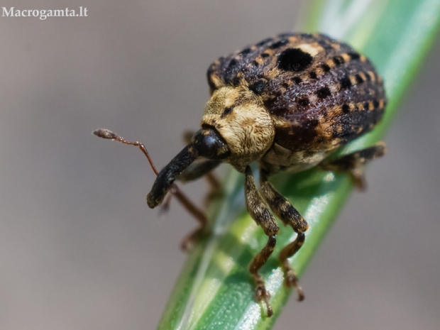 Bervidinis straubliukas - Cionus scrophulariae | Fotografijos autorius : Oskaras Venckus | © Macrogamta.lt | Šis tinklapis priklauso bendruomenei kuri domisi makro fotografija ir fotografuoja gyvąjį makro pasaulį.