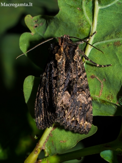 Tamsiarudis vėlyvis - Mniotype (=Blepharita) satura  | Fotografijos autorius : Oskaras Venckus | © Macrogamta.lt | Šis tinklapis priklauso bendruomenei kuri domisi makro fotografija ir fotografuoja gyvąjį makro pasaulį.